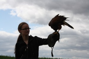 Harris Hawk 