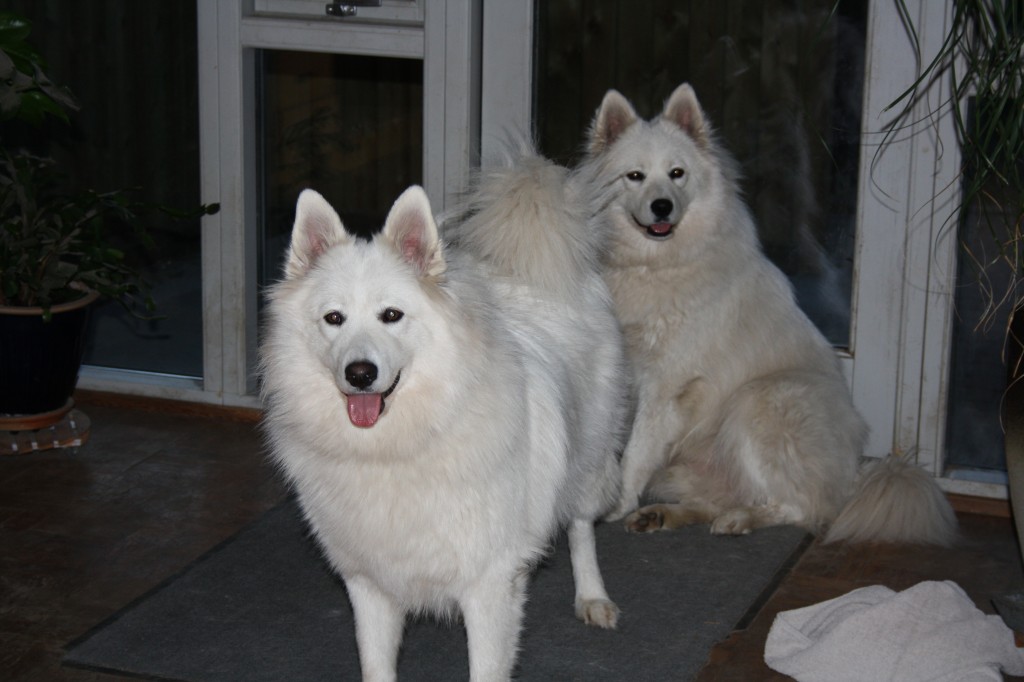 Samoyeds