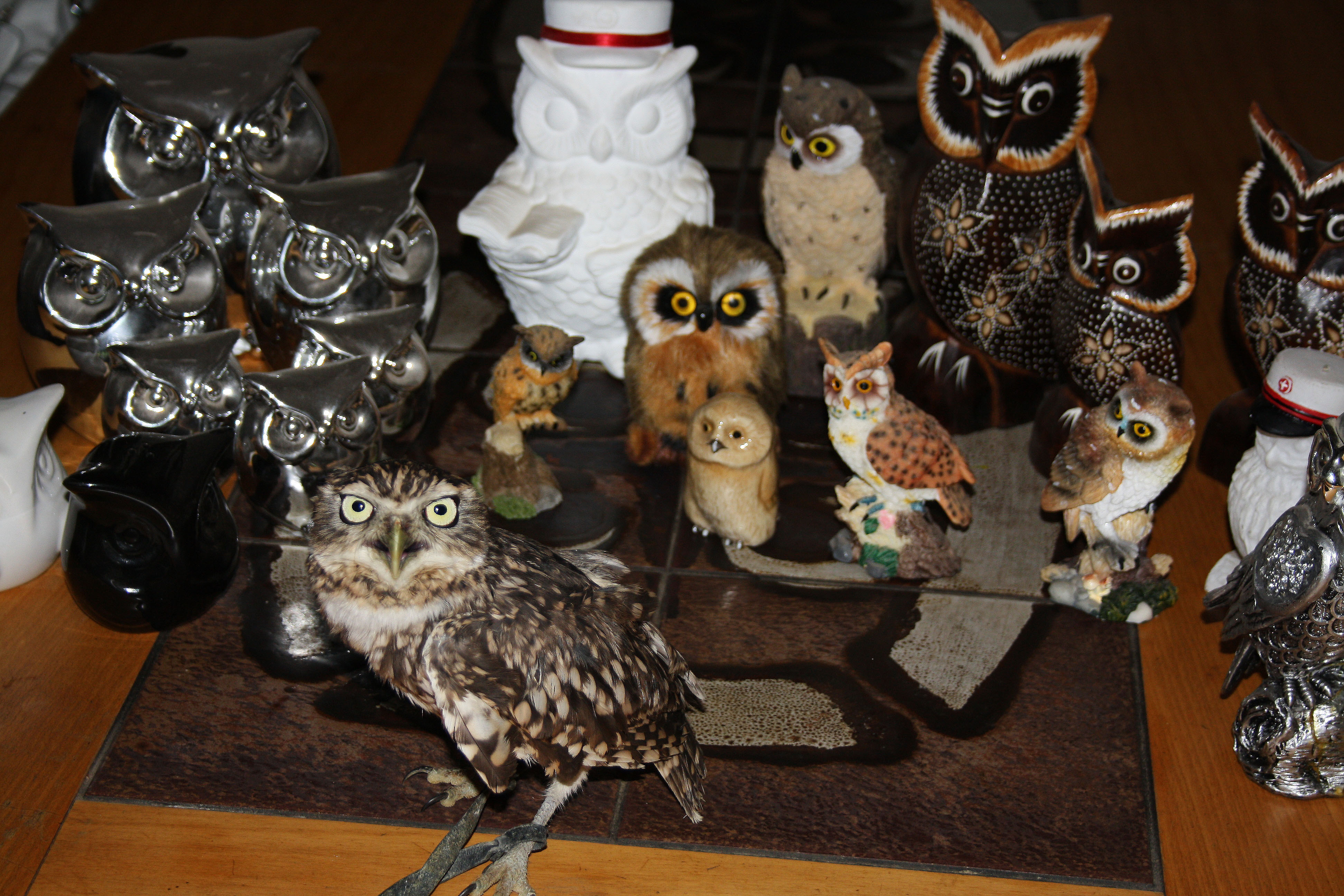 Owl Army