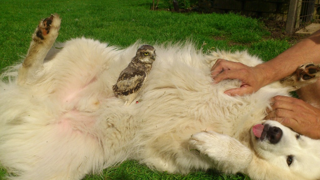 Samoyed Dog and Owl