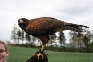 Harris Hawk