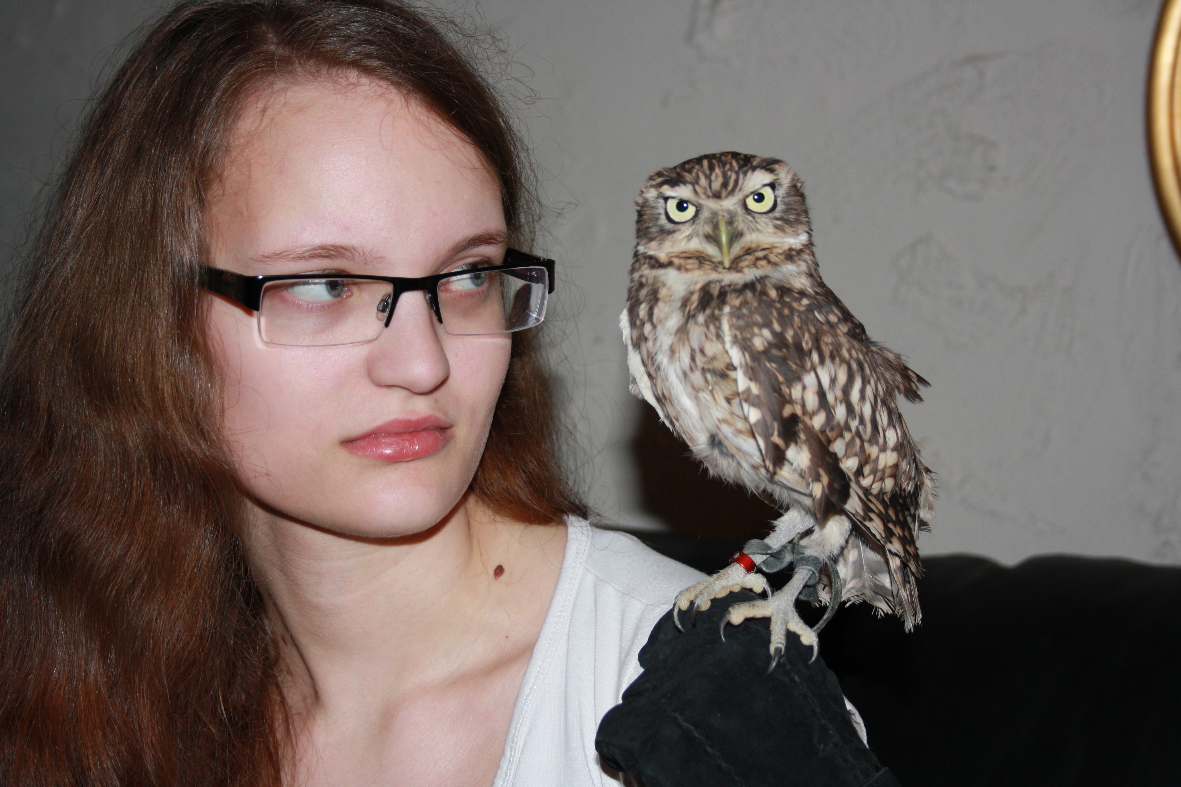 Mighty Burrowing Owl