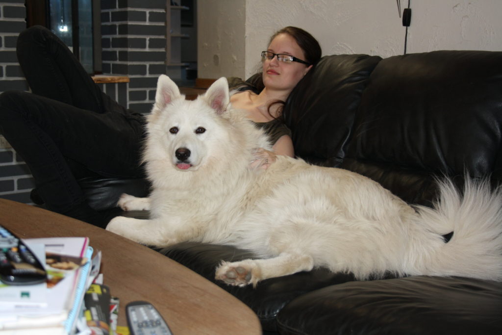 Samoyed Dog Couch