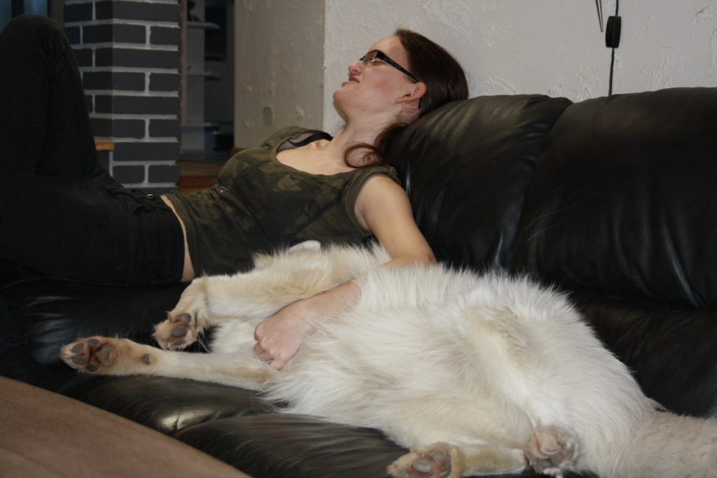 Samoyed Dog Couch