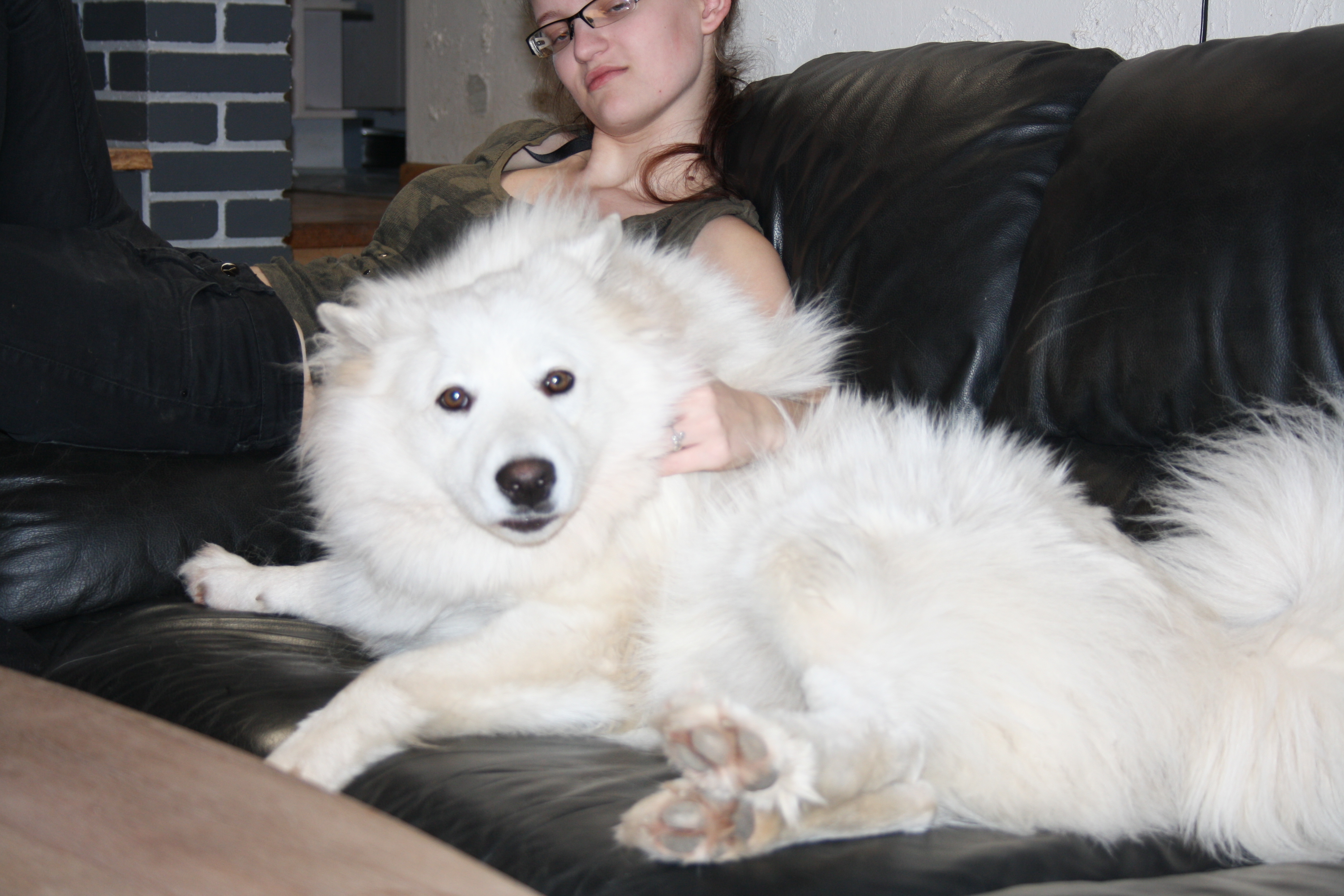 Samoyed Dog Couch