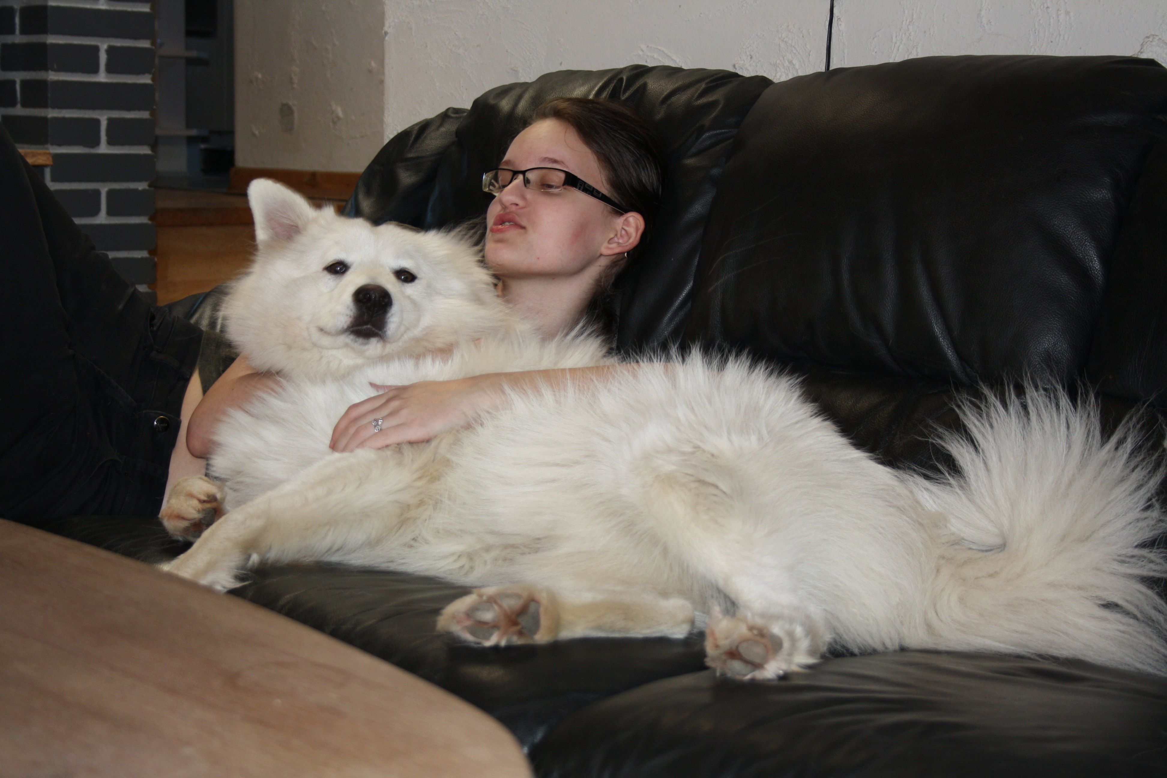 Samoyed Dog Couch