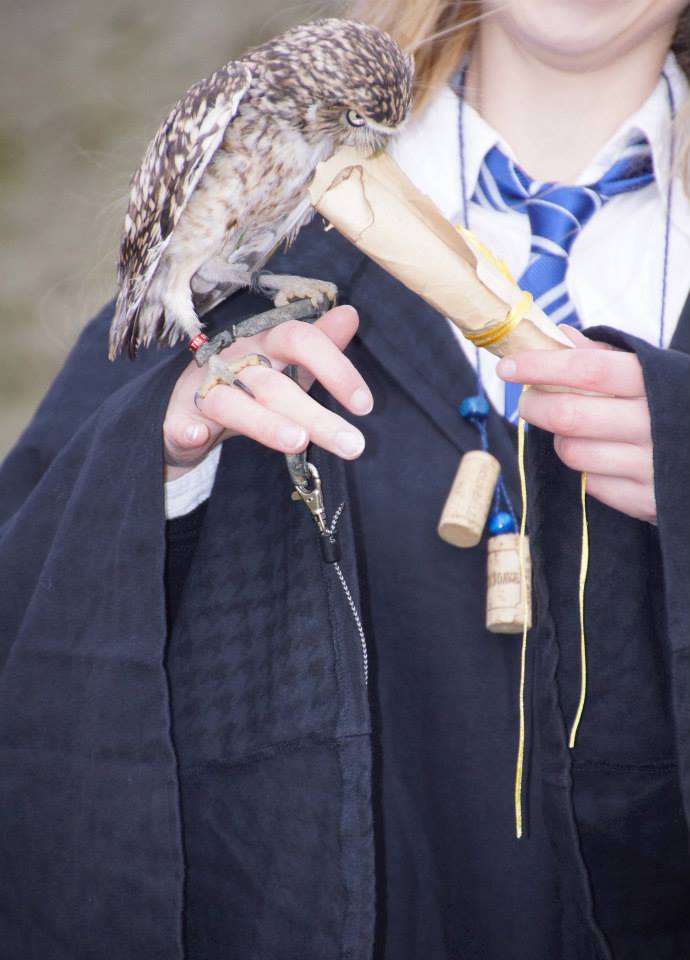 Owl Harry Potter