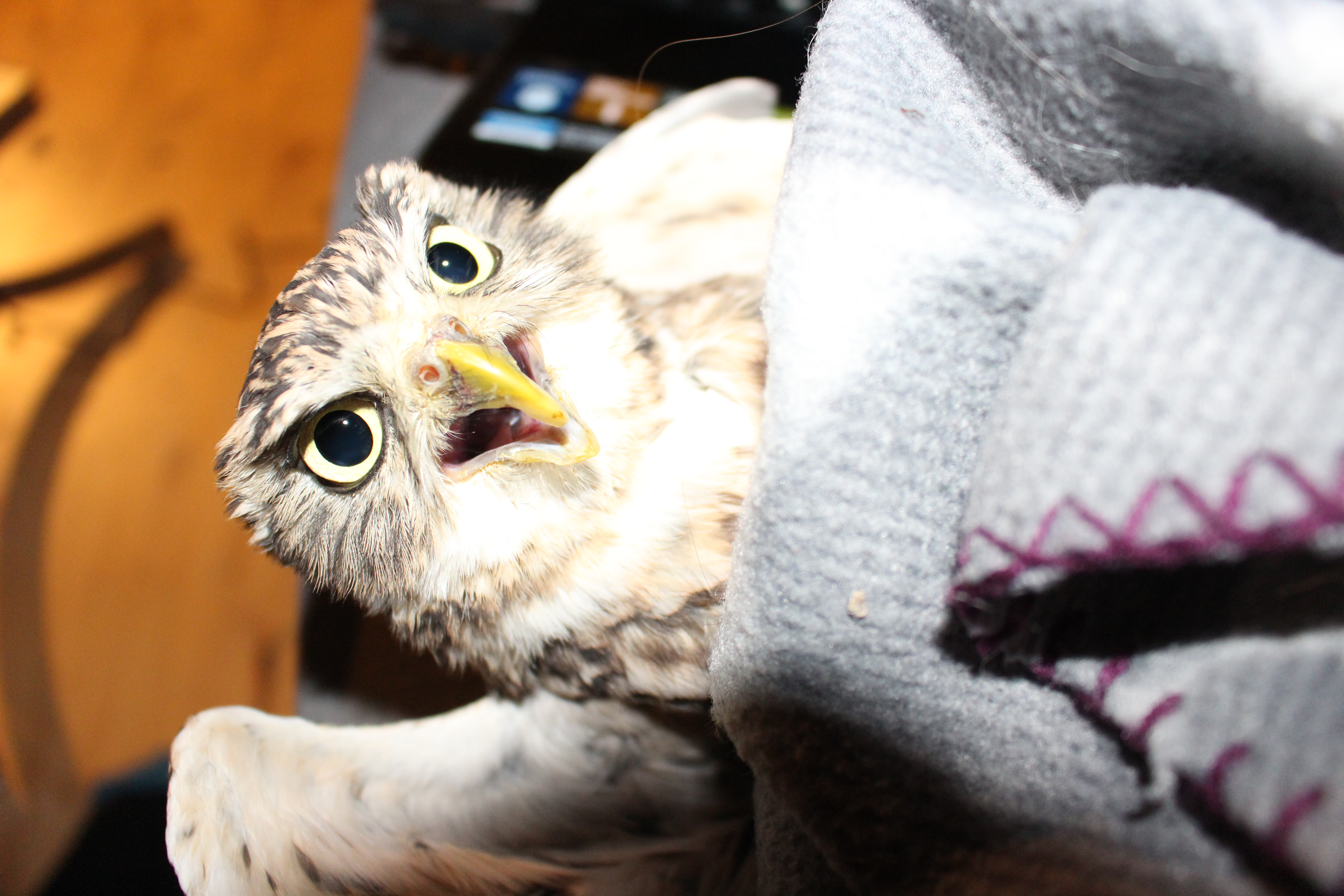 Angry owl blanket