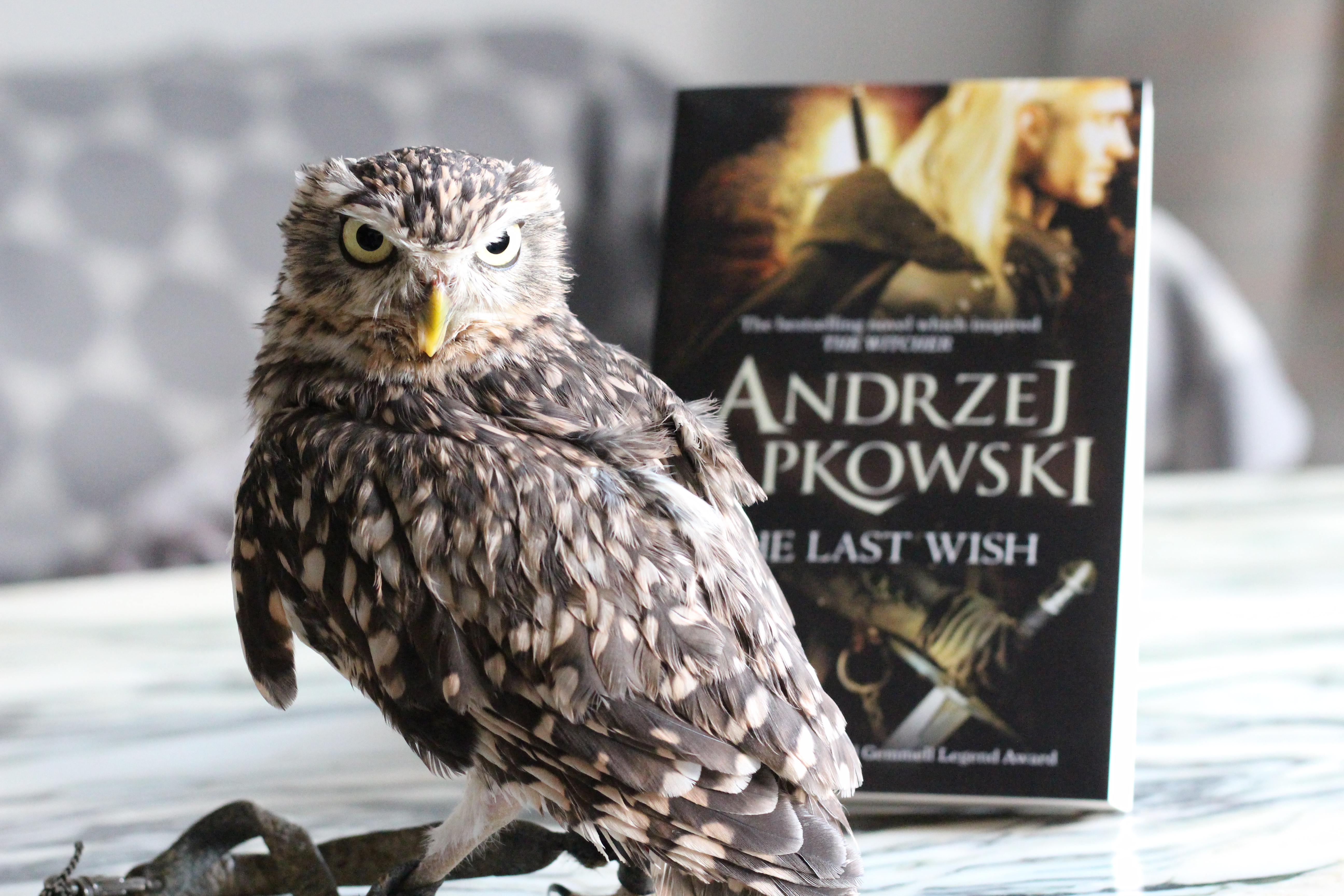 Owl The Last Wish Andrzej Sapkowski