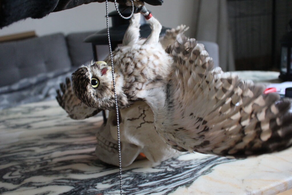 Burrowing Owl Skull