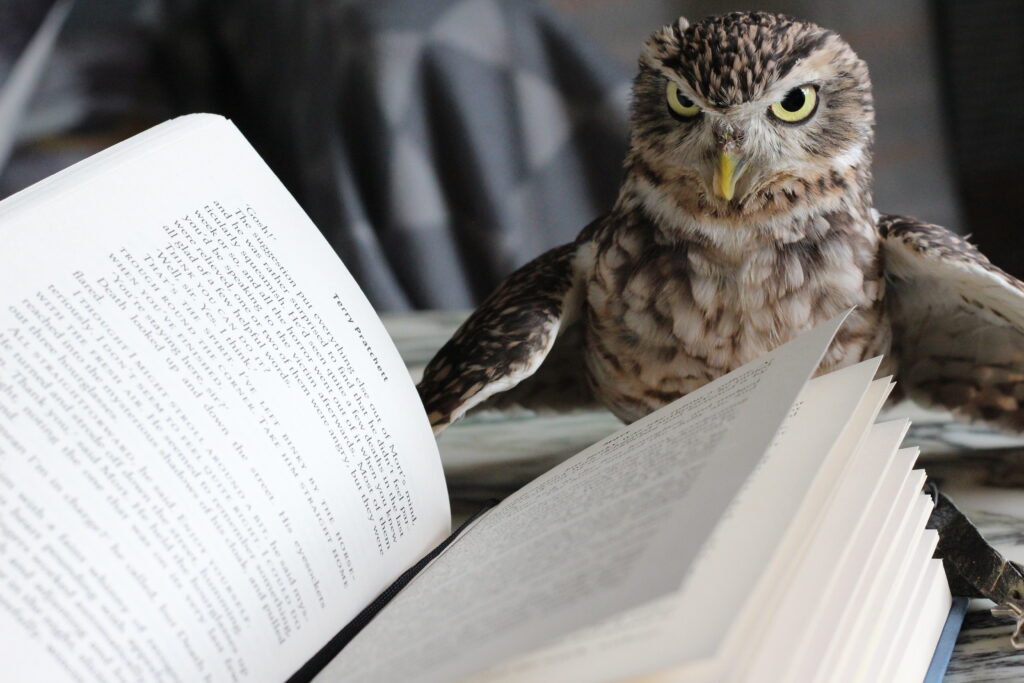 Book Owl