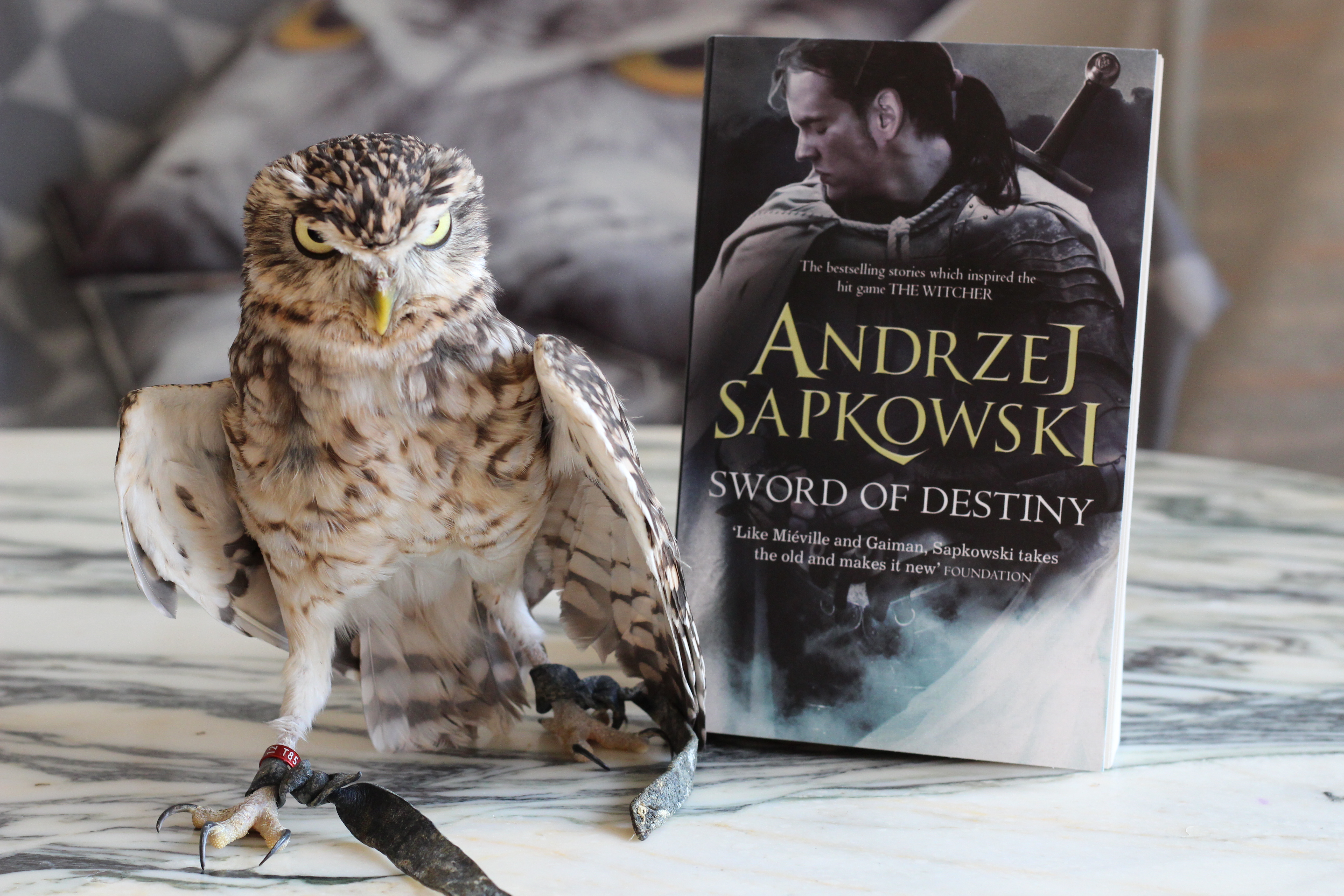 Sword of Destiny Andrzej Sapkowski owl