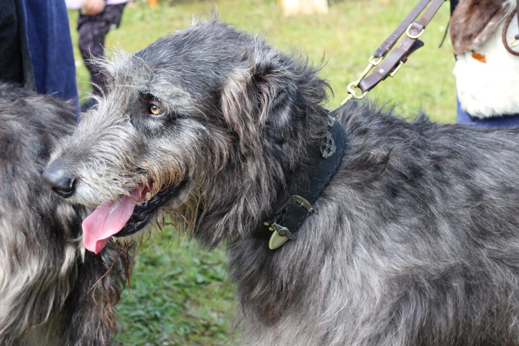 Irish Wolfhound Renaissance Fair