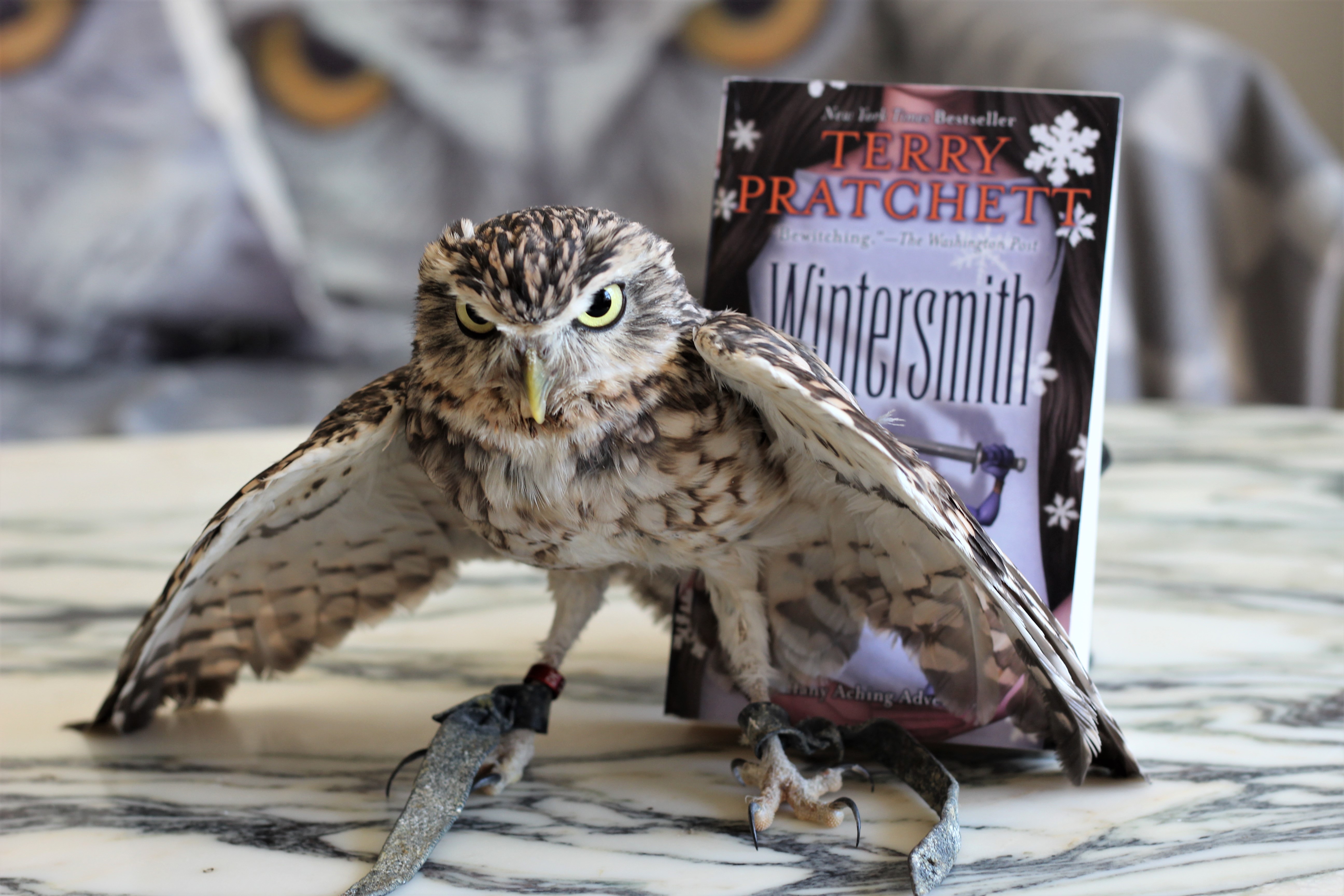 Wintersmith Terry Pratchett owl