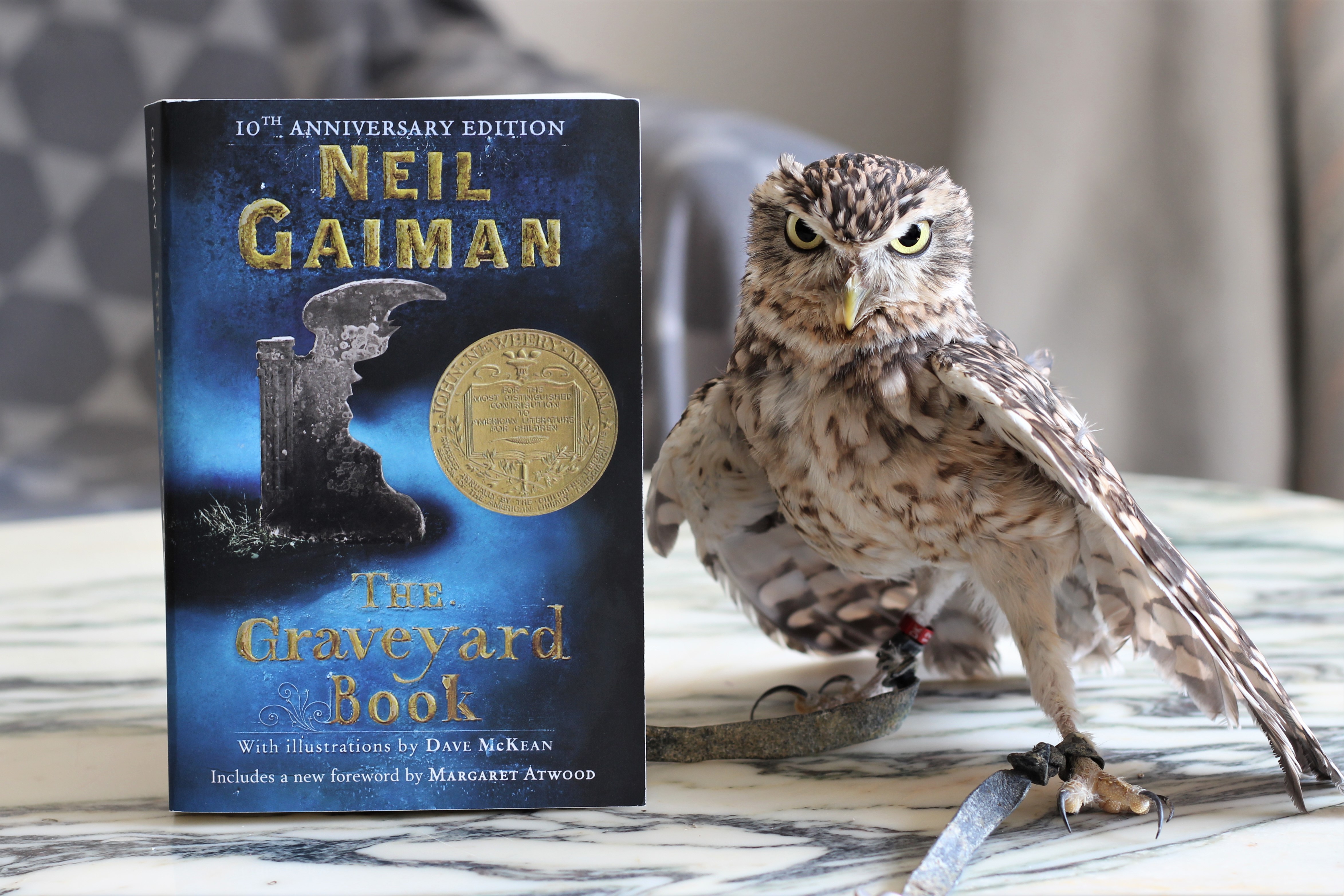 Meet you at the graveyard cleffy lyrics. The Graveyard book. Нил Гейман хищная птица. Neil Gaiman "m is for Magic". Owl with a book.