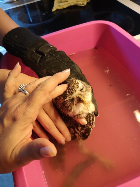 Owl Bath