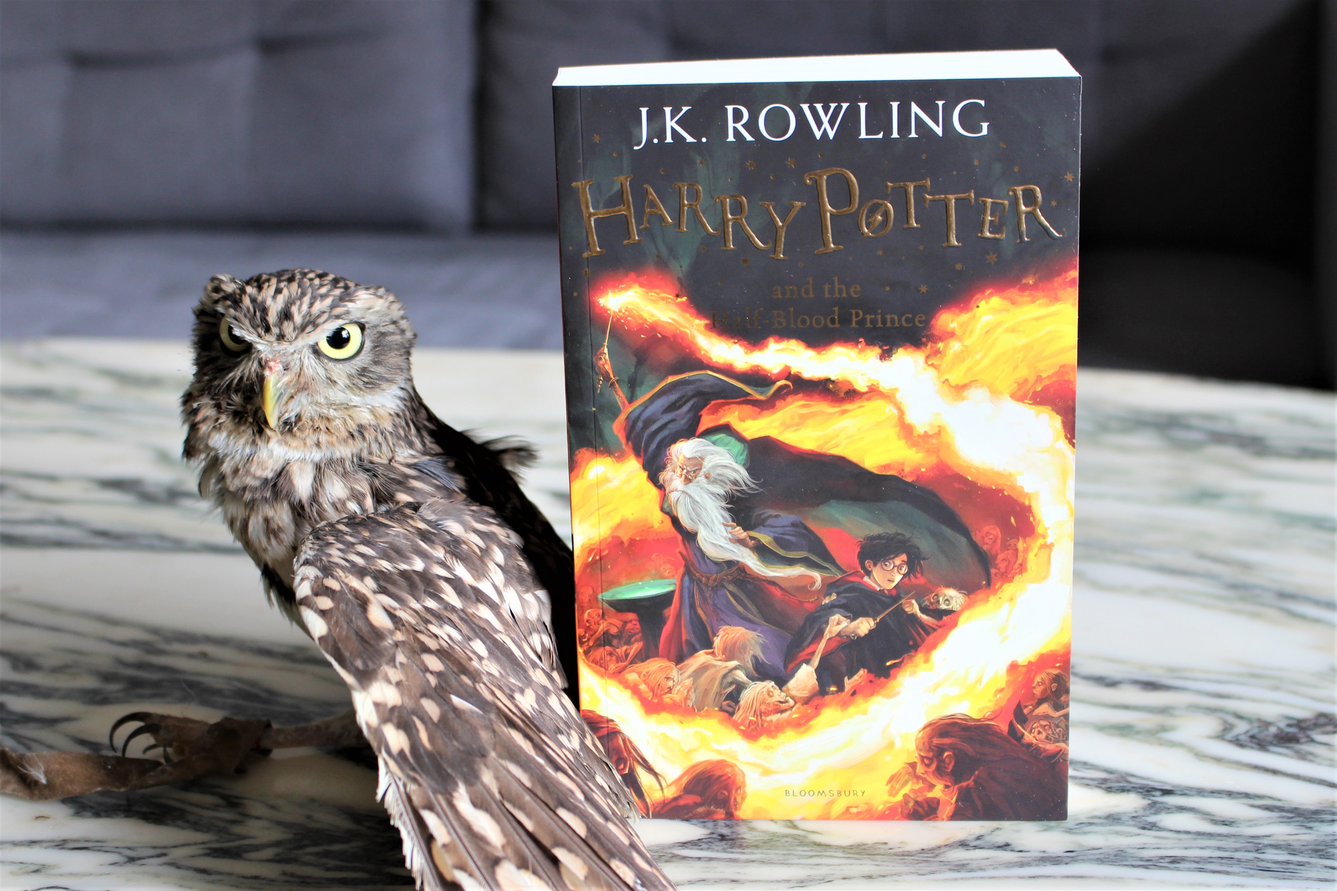 Harry Potter and the Half-Blood Prince Owl