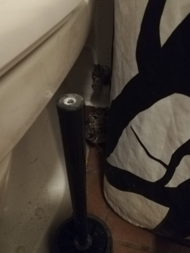 Owl hiding behind toilet