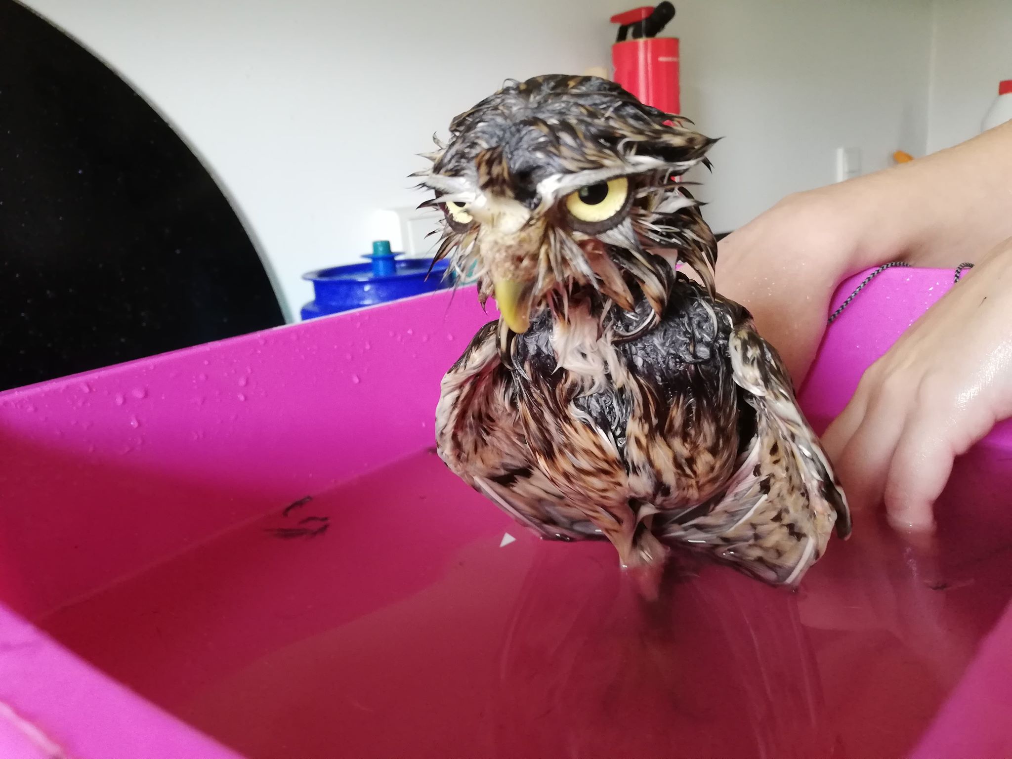 Wet Owl Bath.