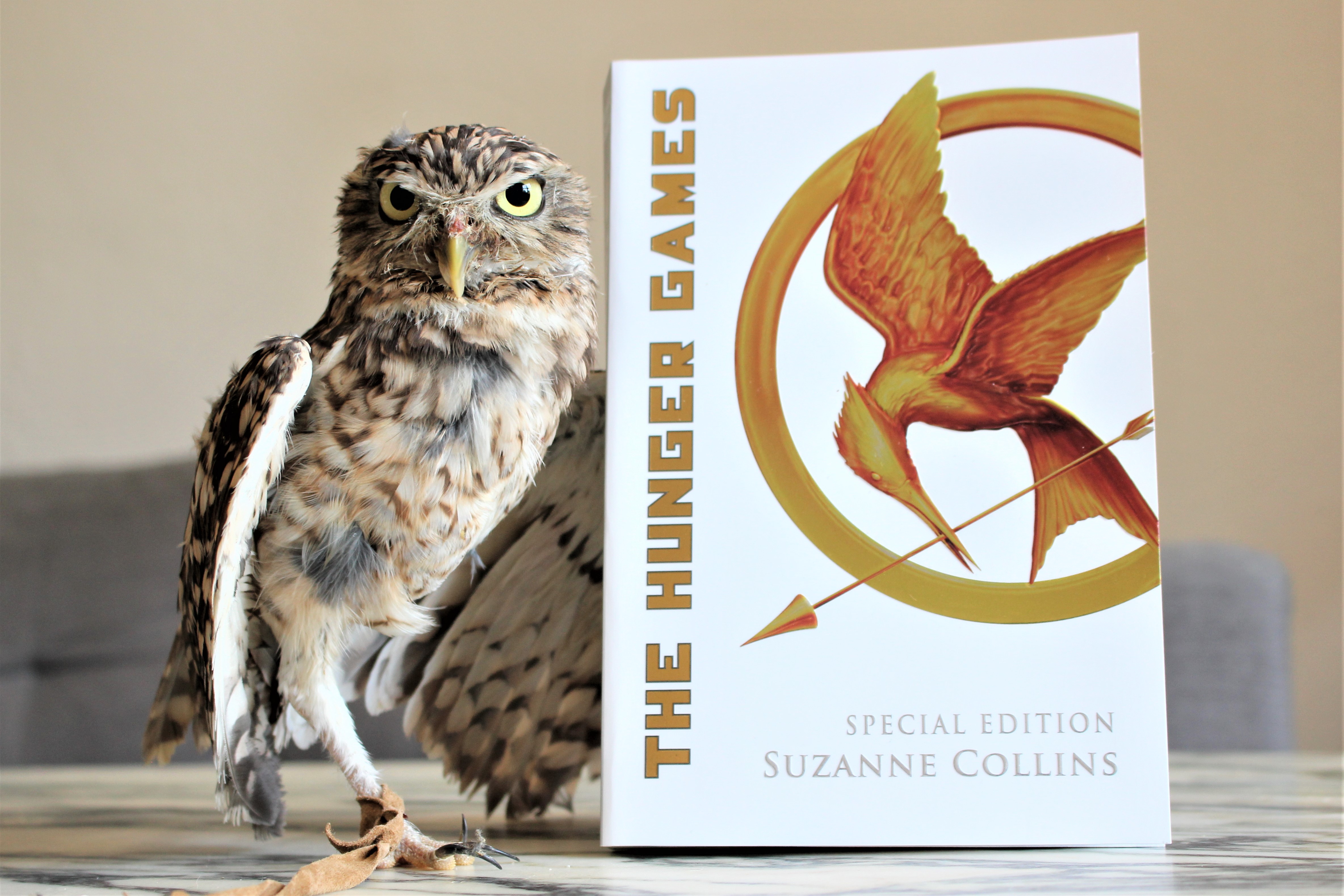 The Hunger Games Special Edition Boxset