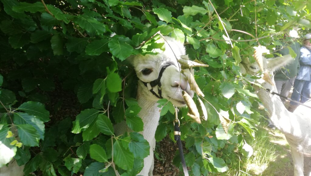 Alpaca eating leaves